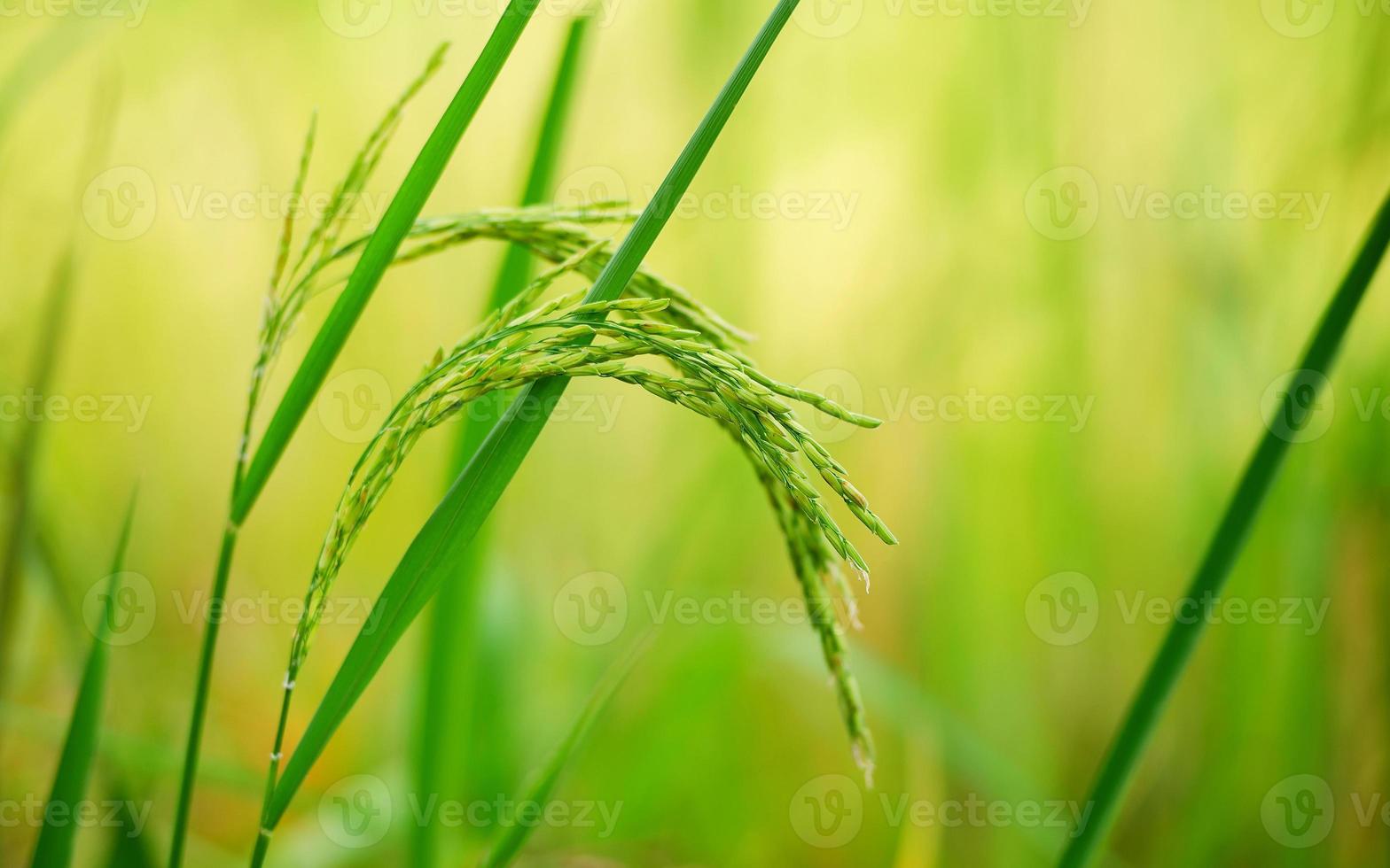 Rice plant, the head of rice that is producing food and flour. Green rice plants in the fields of farmers who grow rice for food and distribute. photo