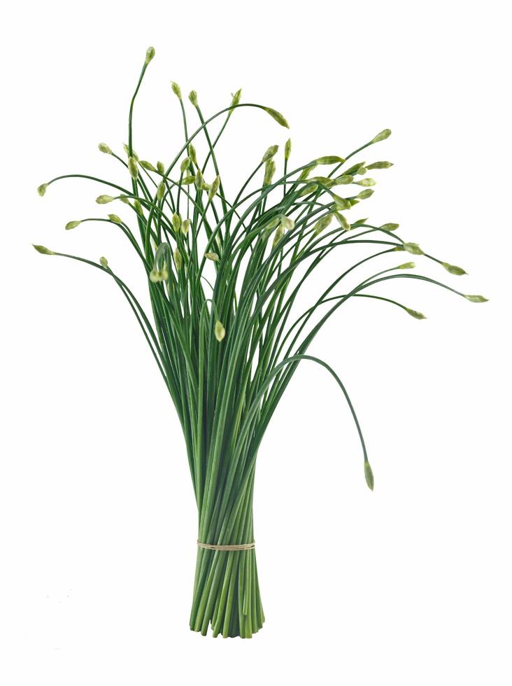 Vegetable - Chinese chives flower photo