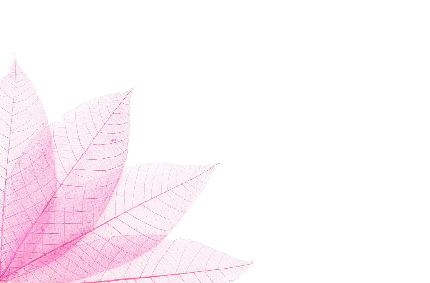 Transparent pink leaves photo