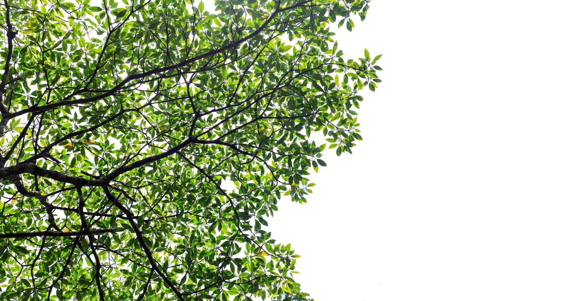 Tree leaves isolated photo