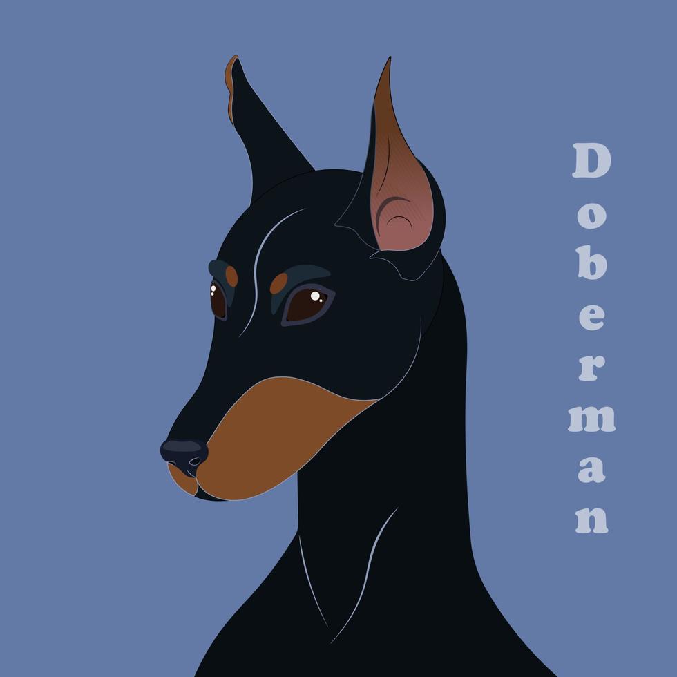 Doberman. Print with beautiful dog with background. Vector illustration