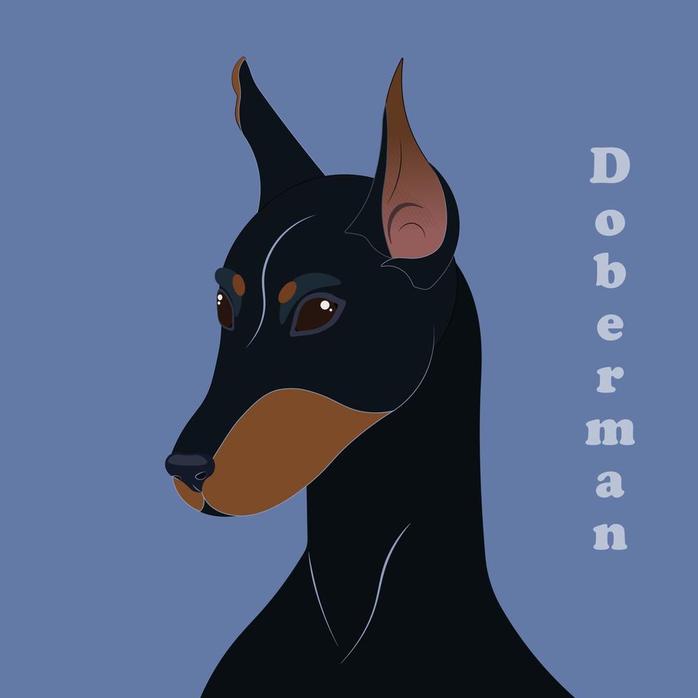 Doberman. Print with beautiful dog with background. Vector illustration