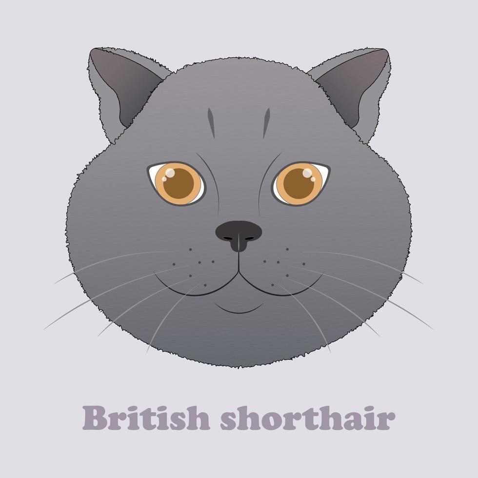 British shorthair cat. Print with beautiful cat. Vector illustration