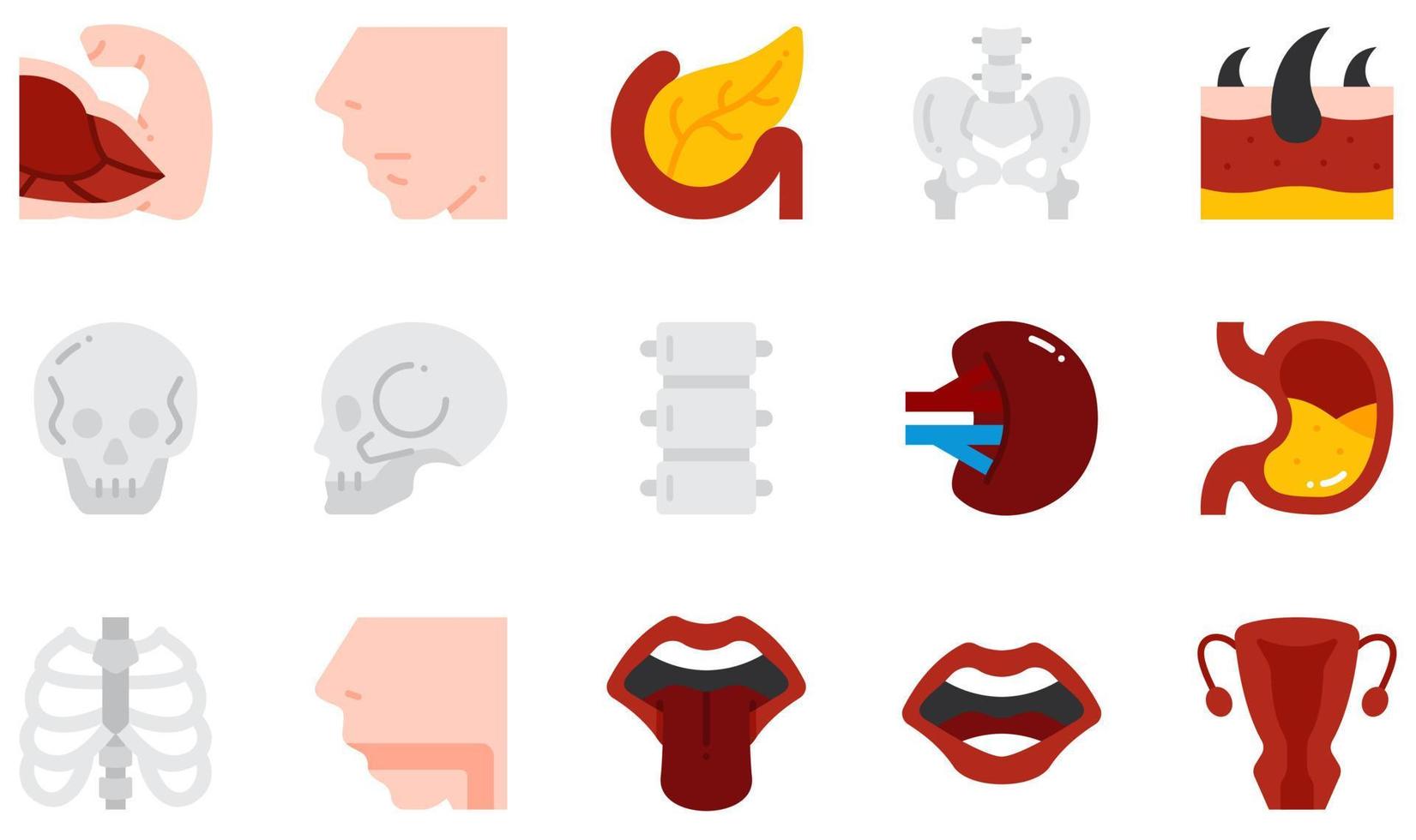 conjunto de iconos vectoriales relacionados con el cuerpo humano. contiene íconos como músculo, nariz, páncreas, pelvis, cráneo, piel y más. vector
