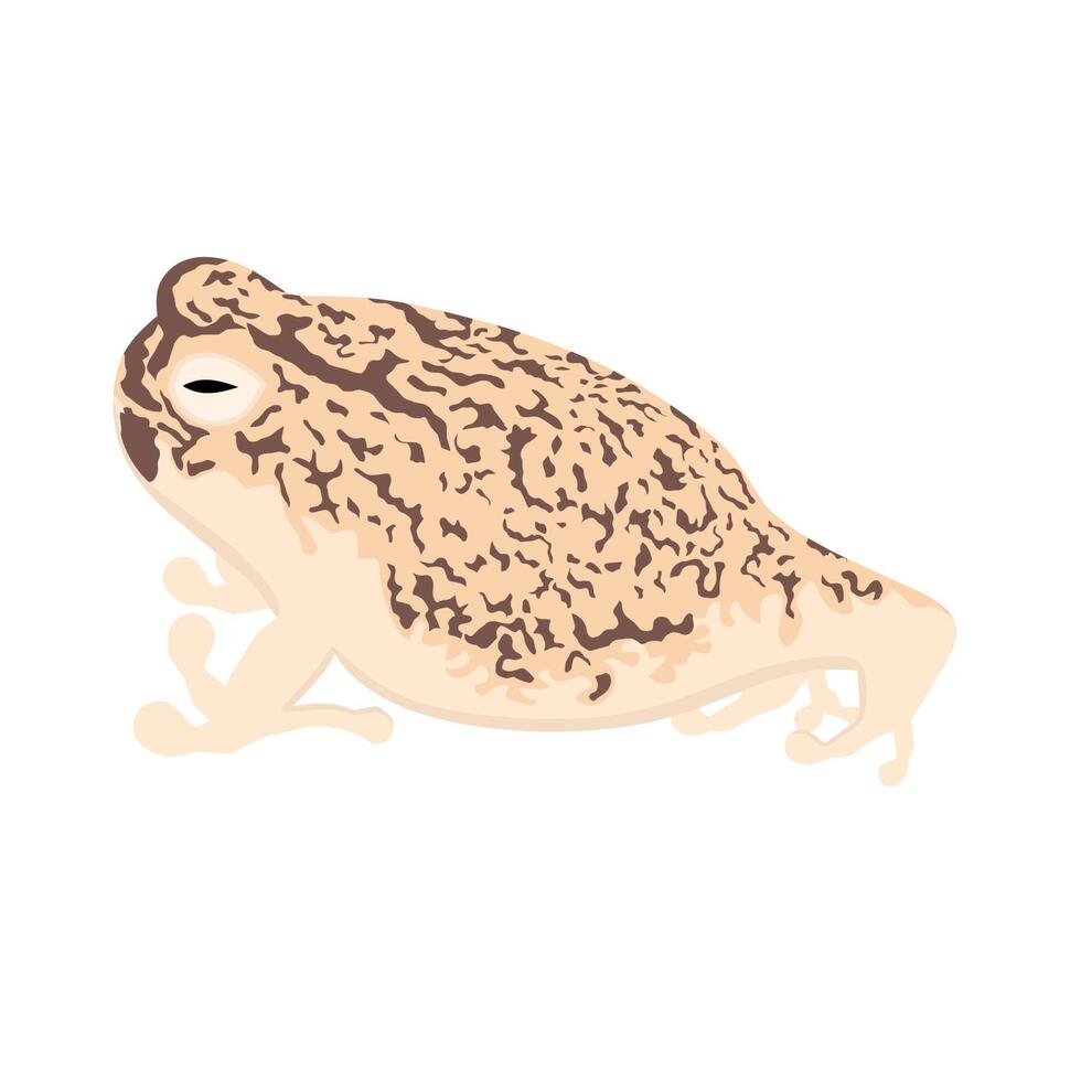 Desert Rain Frog, South African sand frog. With a white background. This nocturnal frog spends most of its time buried in the sand. Vector illustration.