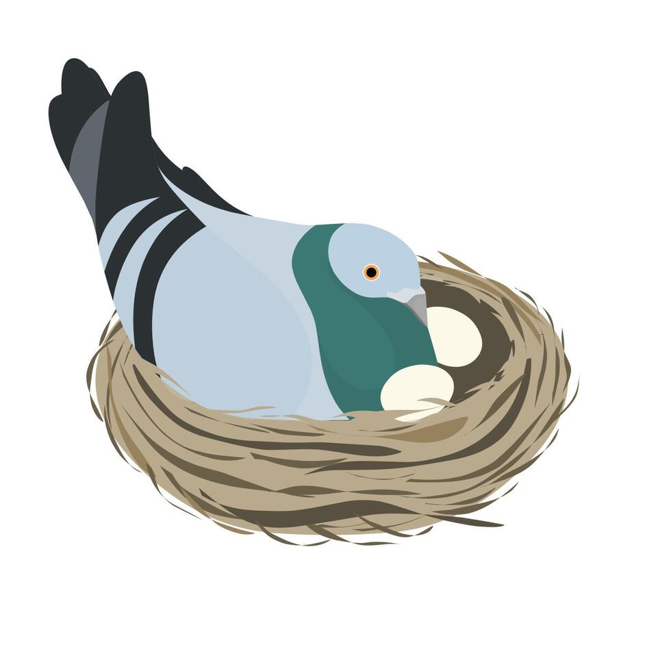 Pigeons incubate eggs in their nests made of grass and dry twigs. Vector illustration isolated on a white background.