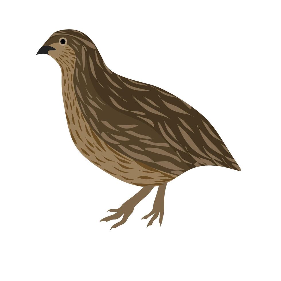 Quail vector illustration. Quail cartoon isolated on a white background.