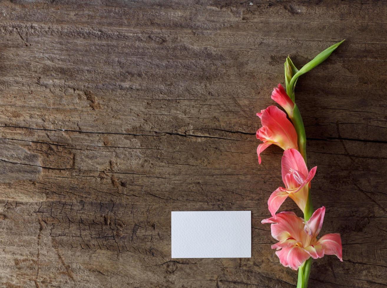 Pink gladiolus  flower photo