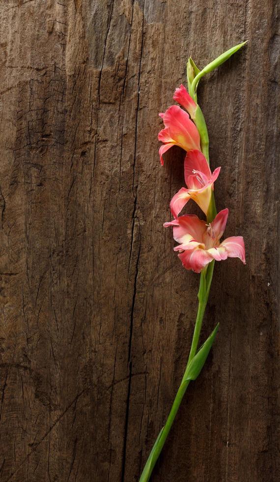 Pink gladiolus on wood photo