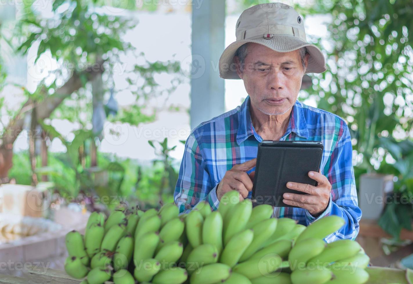 Asian senior gardener Use a tablet to record the banana data. photo