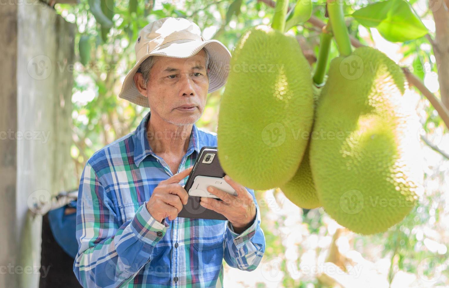 A sixty-year-old Asian gardener examines jackfruit in his garden and uses a tablet computer. photo