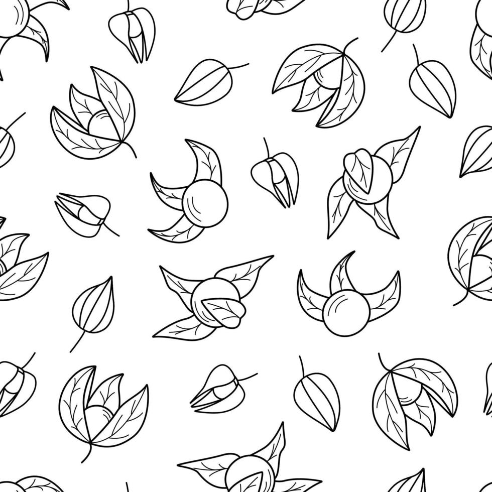 Seamless pattern of physalis flashlight, wallpaper contour of beautiful autumn berries and physalis leaves vector