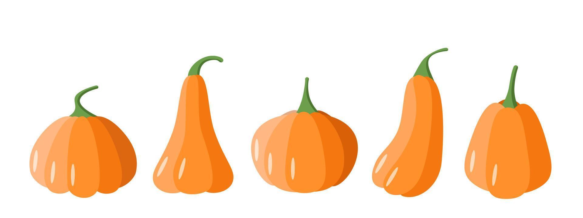 A set of cartoon pumpkins. Pumpkins of different shapes, vector illustration of the autumn vegetable harvest