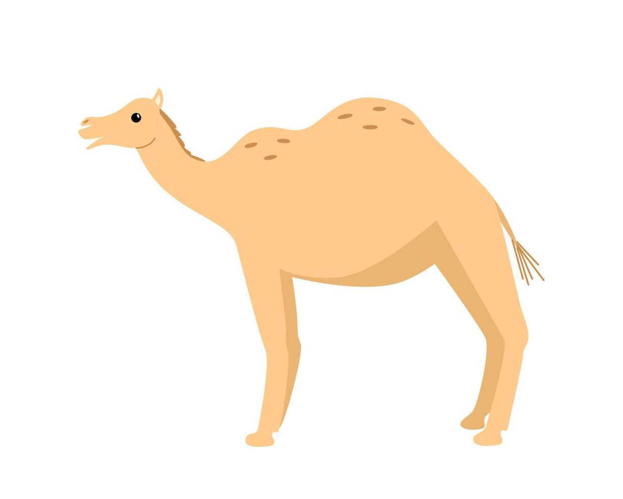 Cute funny camel, vector illustration of cartoon desert animal. isolated white background.