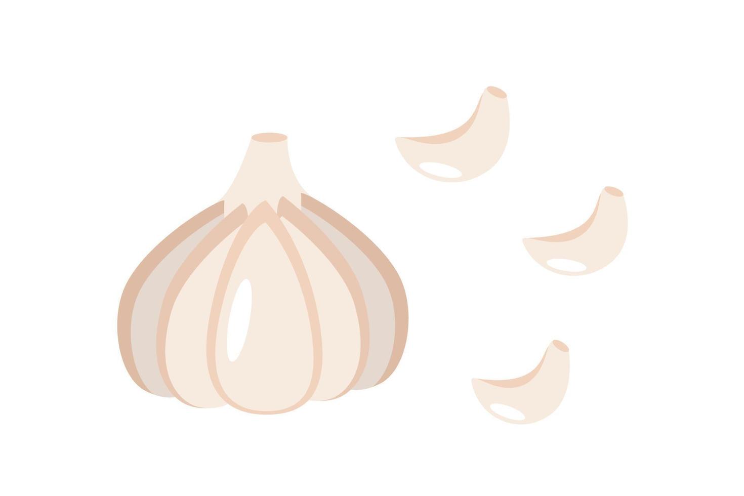 cabeza de ilustración vectorial y dientes de ajo. ícono vegetal para la tienda, ensalada vector