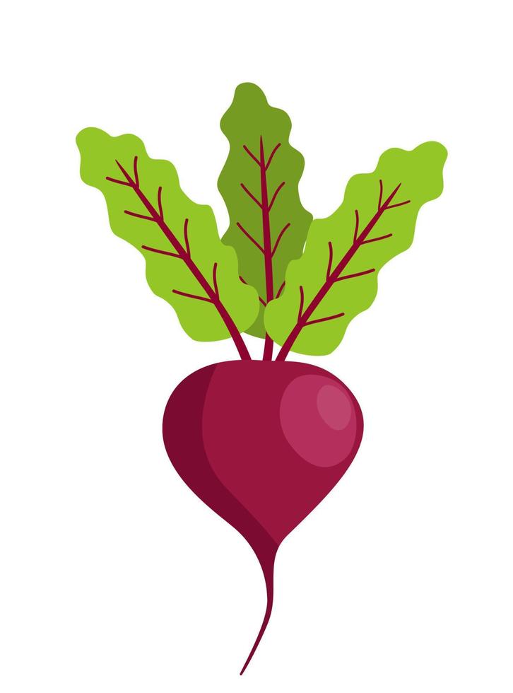 Beetroot with leaves cartoon vector illustration isolated on a white background