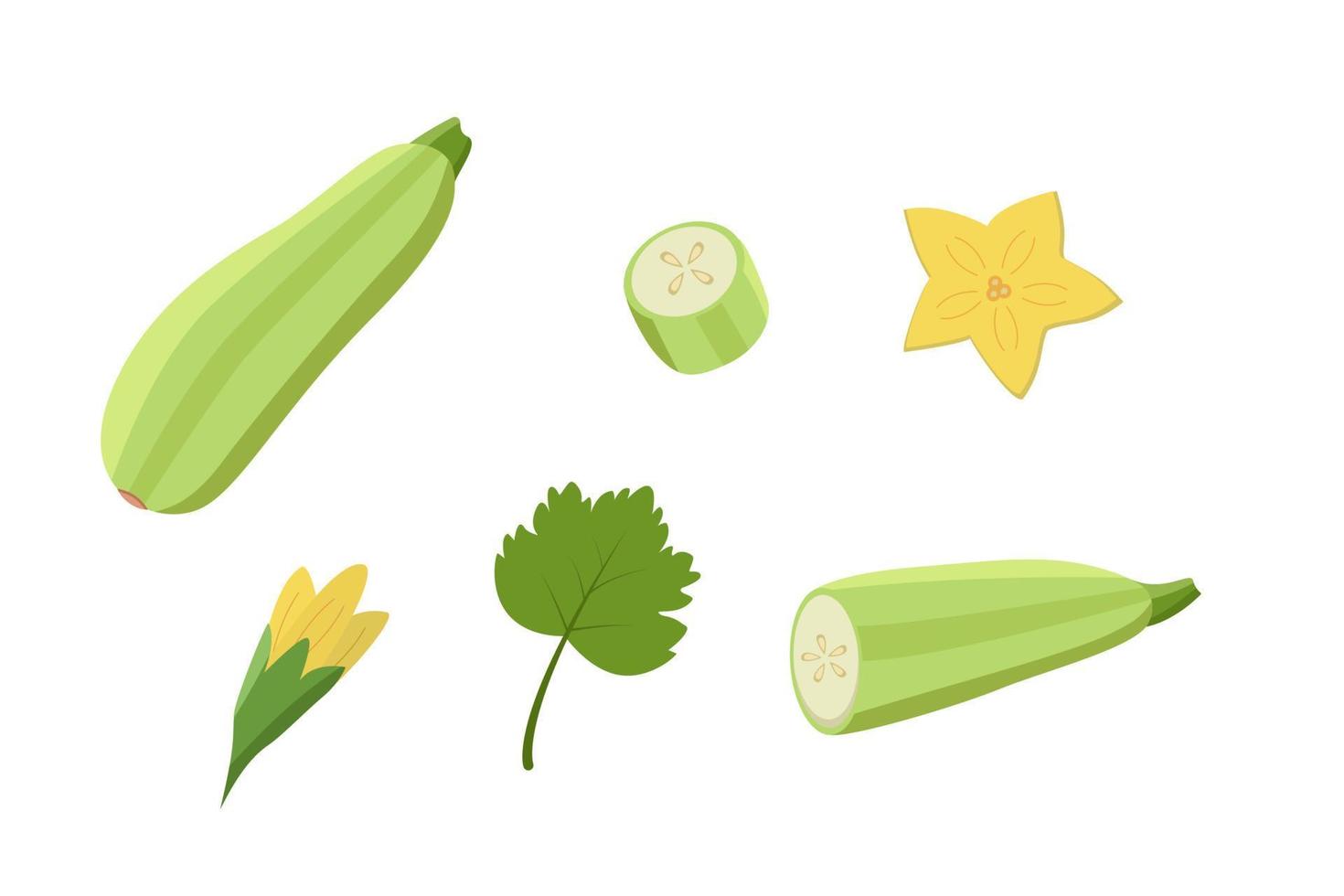 calabacín entero y cortado, flores y hojas de calabacín. ilustración vectorial de verduras, un conjunto de calabacín de cosecha vector