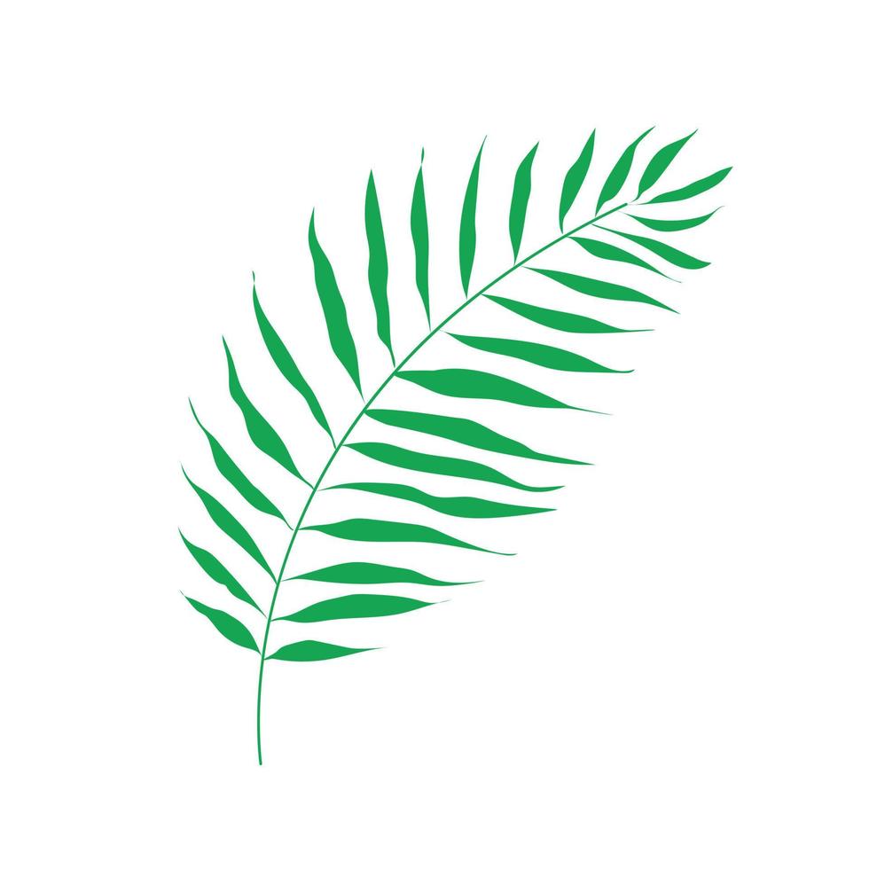 Tropical palm leaf isolated on white. Vector illustration of a single leaf of a green plant