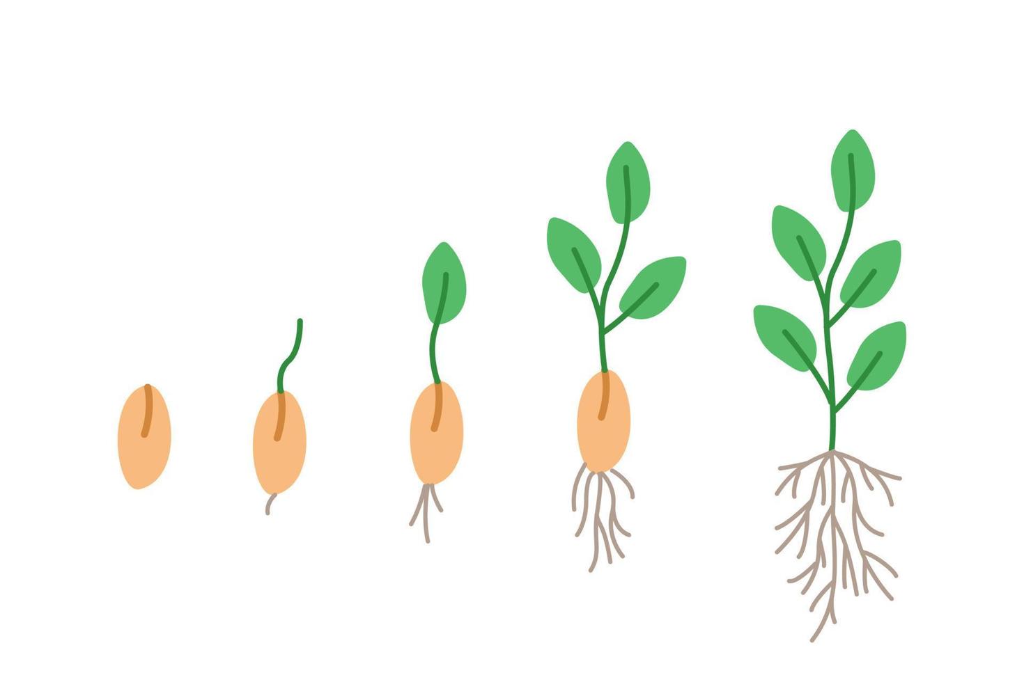 etapas de germinación de semillas, ilustración vectorial de plántulas de jardinería, estilo garabato. vector