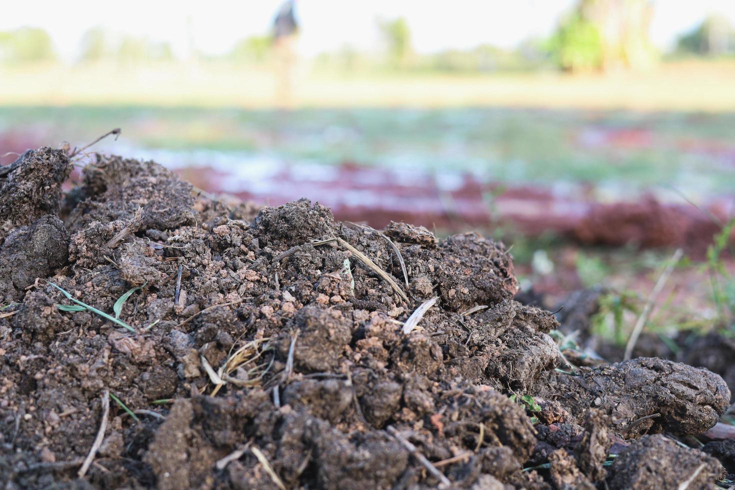 Manure is used to make organic fertilizers photo