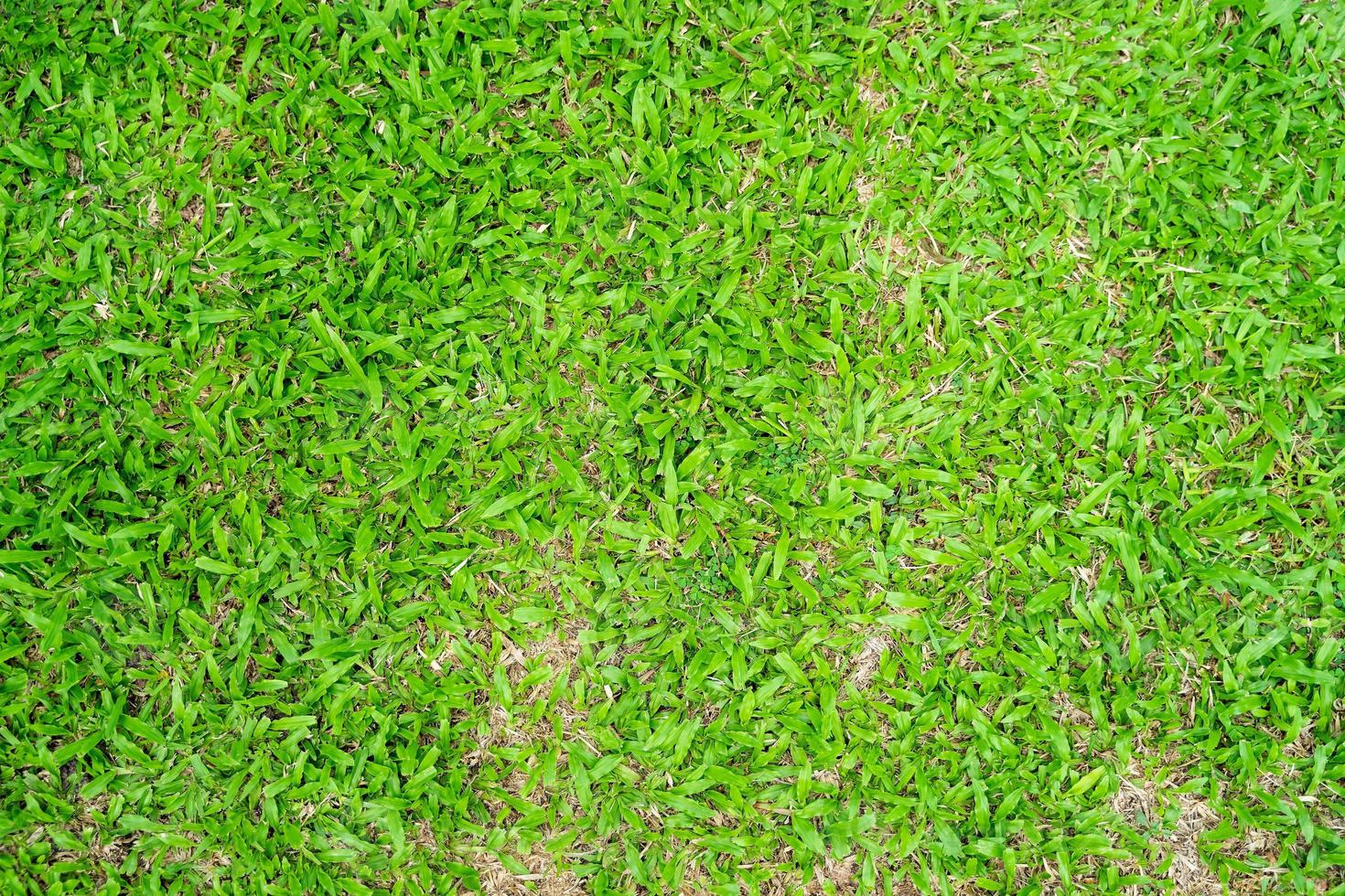 Green grass texture for background. Green lawn pattern and texture background. photo