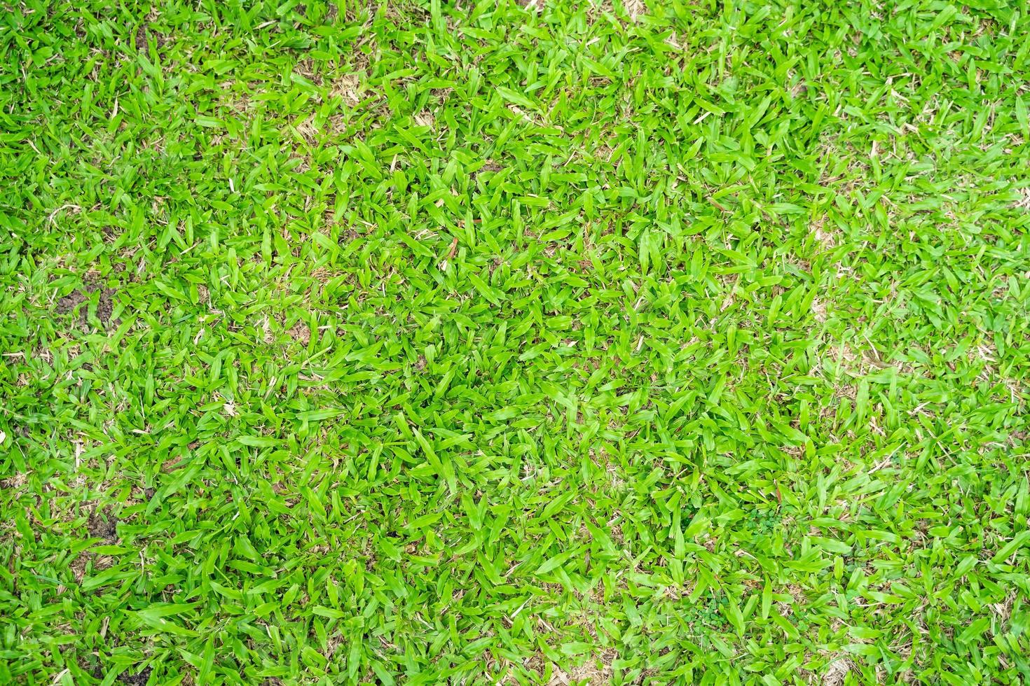 Green grass texture for background. Green lawn pattern and texture background. photo