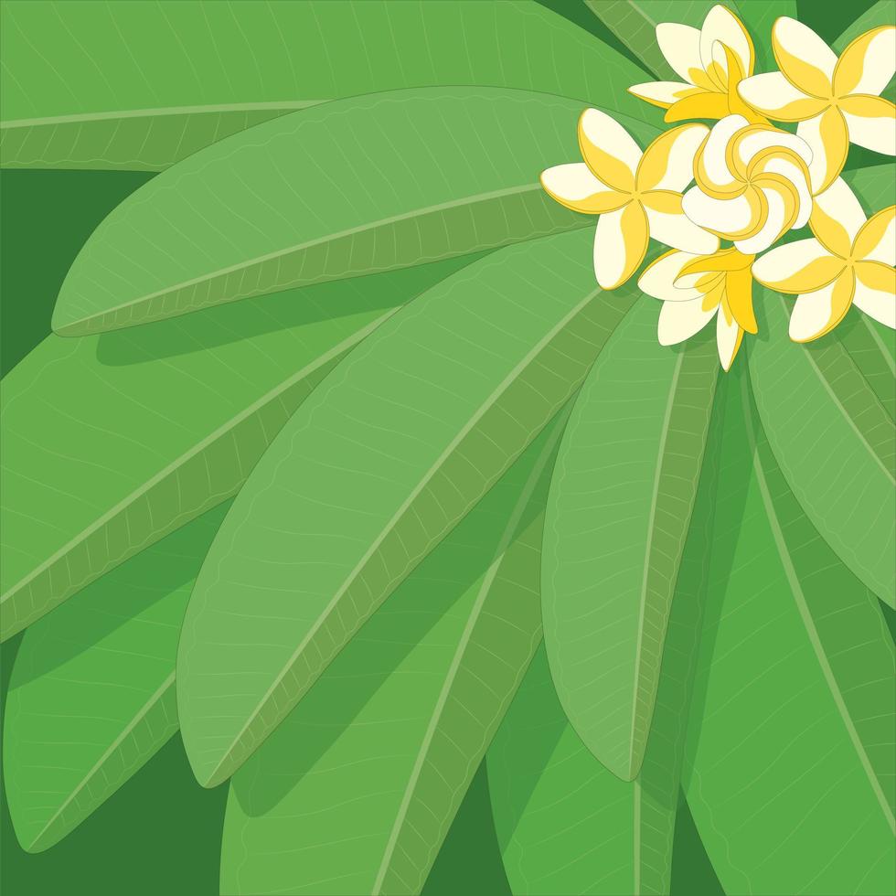 Plumeria frangipani branch with leaves and white yellow flowers vector illustration