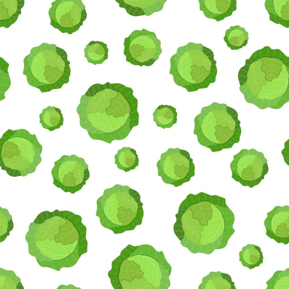 Seamless pattern Green cabbage head with large leaves, a vector illustration of fresh organic vegetables