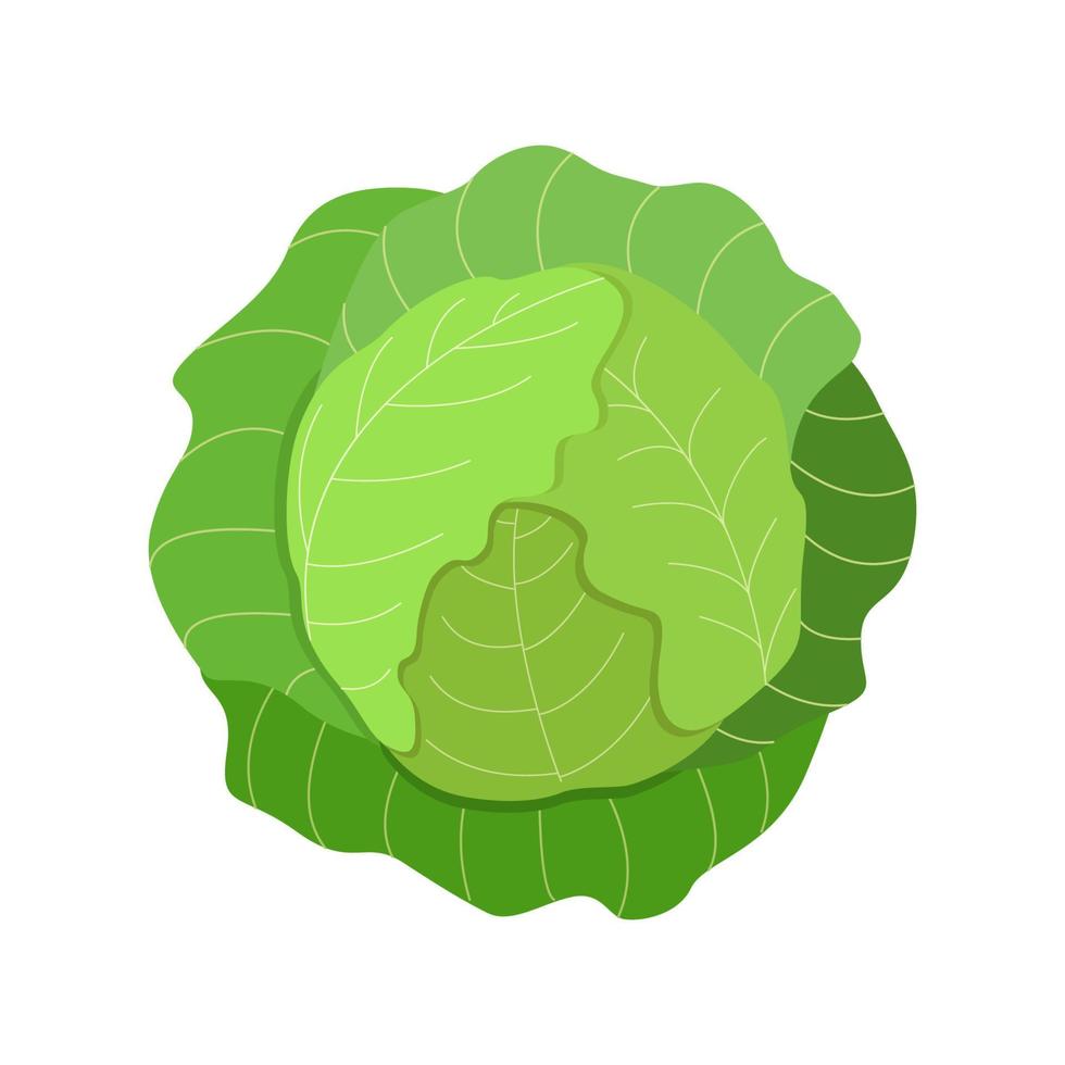 Green cabbage head with large leaves, a vector illustration of fresh organic vegetables