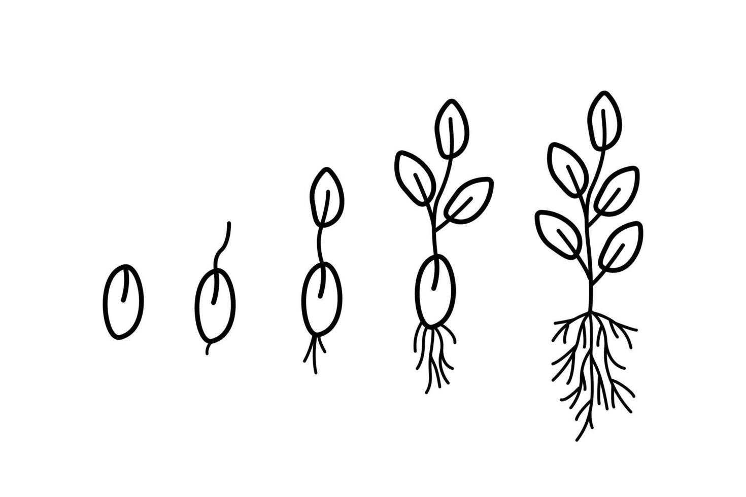 Stages of seed germination, vector illustration of gardening seedlings, doodle style.