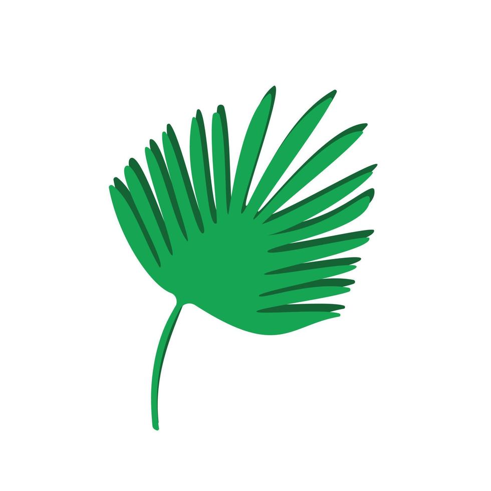 Tropical palm leaf isolated on white. Vector illustration of a single leaf of a green plant