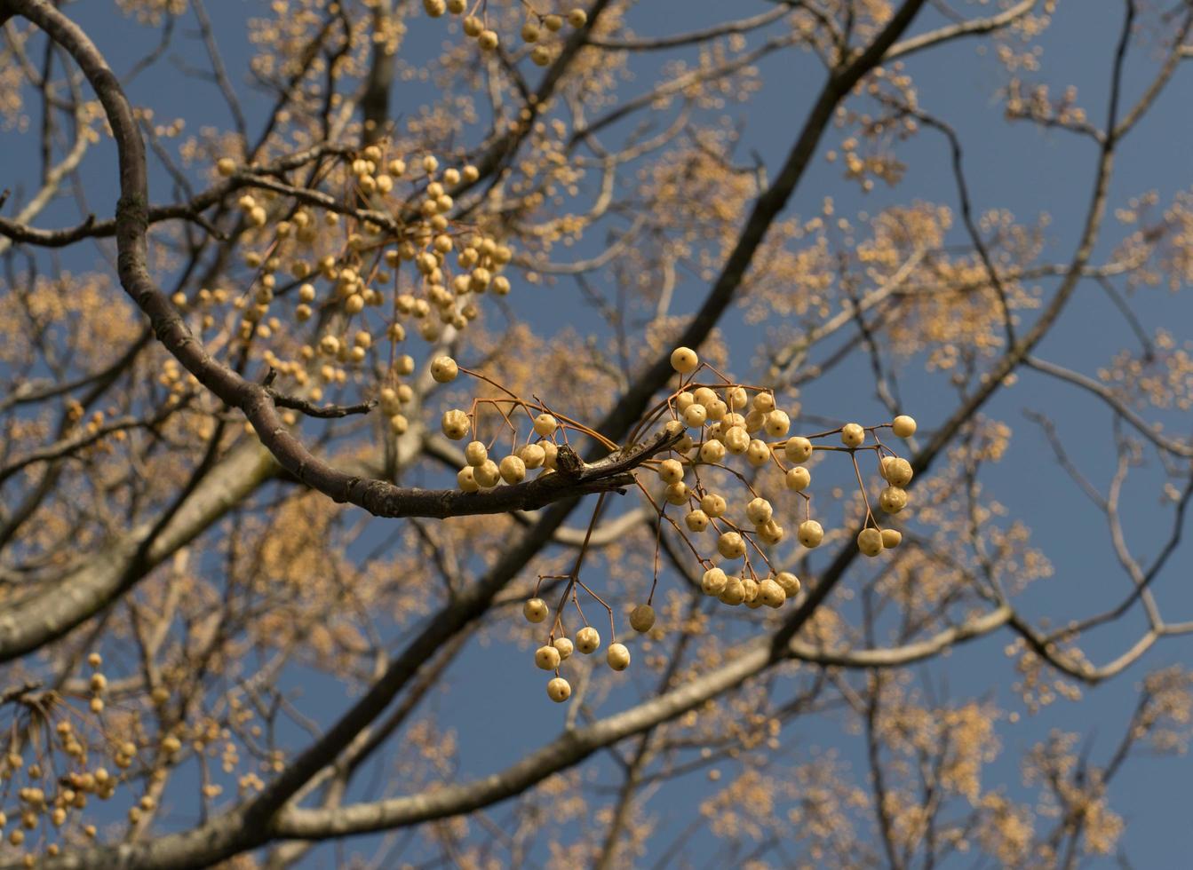 Fruits on the branches of the paradise tree in winter, melia azedarach photo