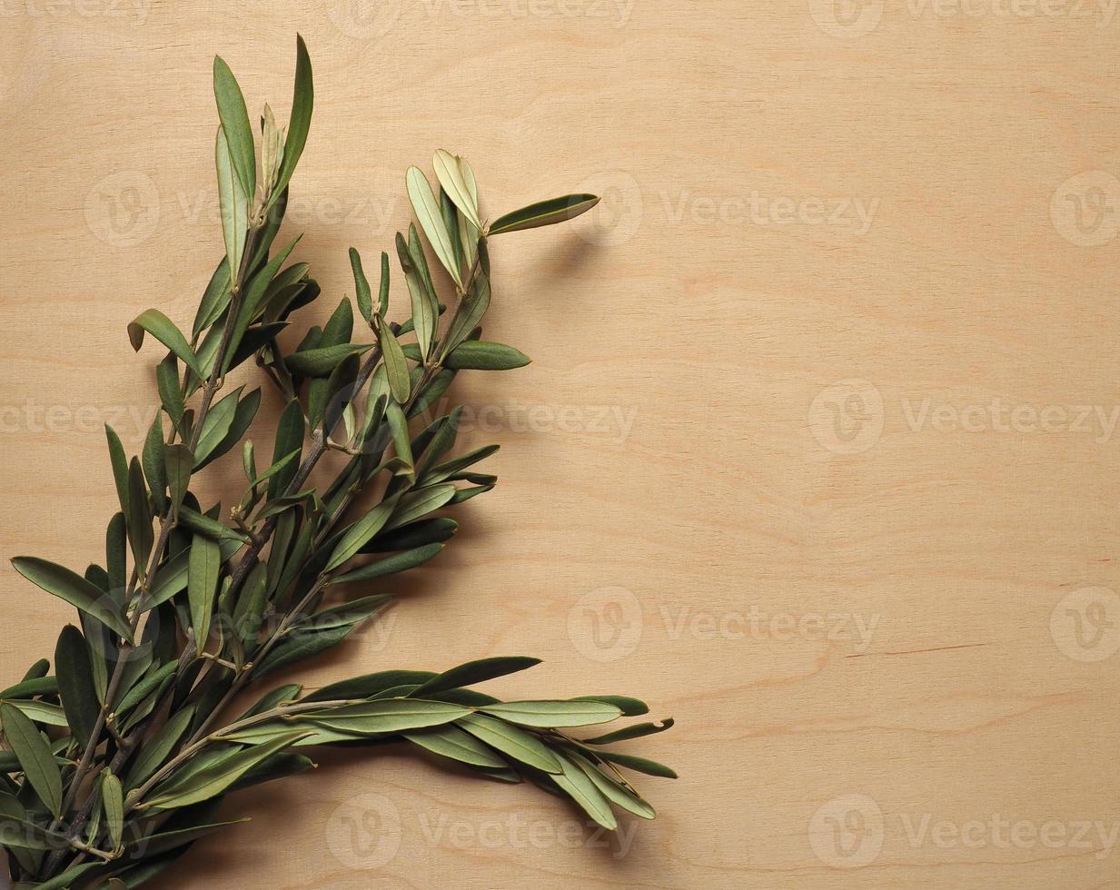 Palm Sunday olive branch photo