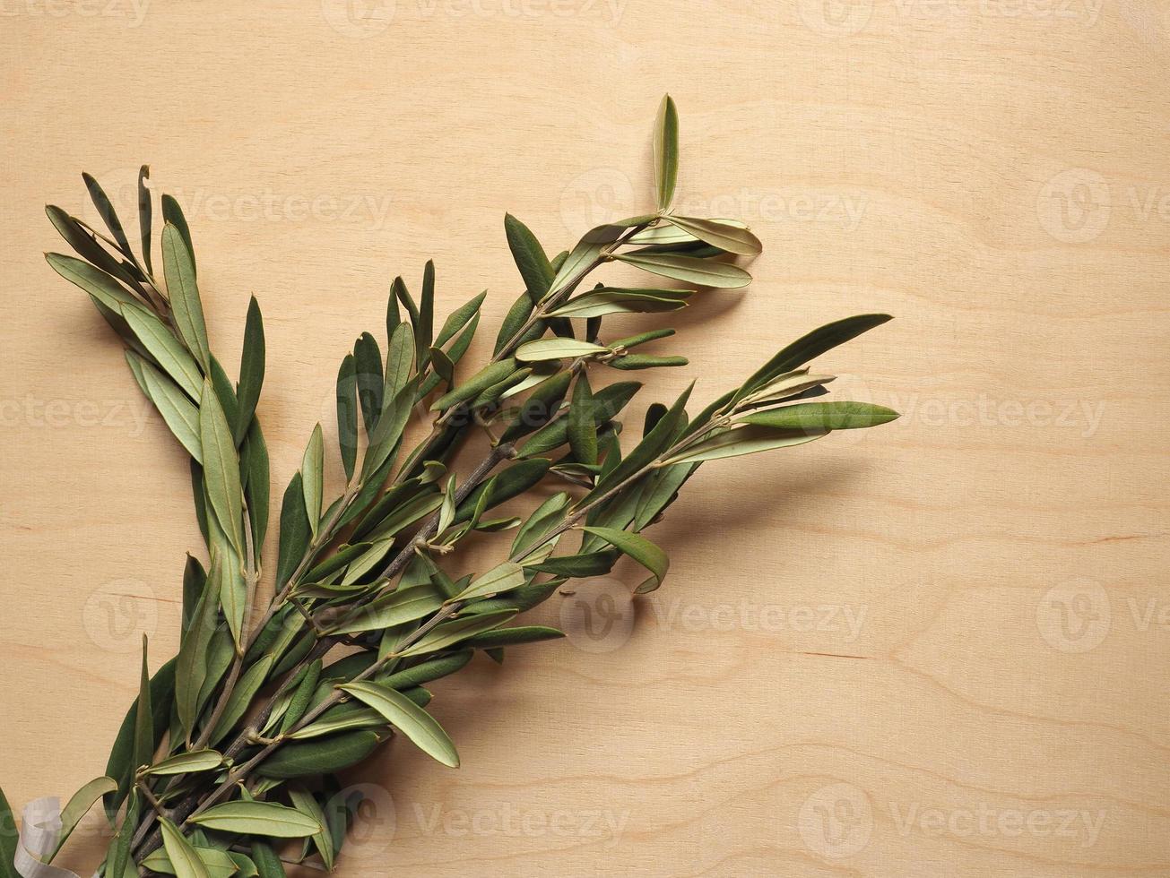 Palm Sunday olive branch photo