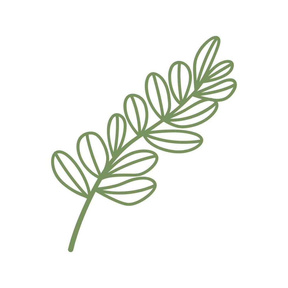 Eucalyptus Leaves Line Art vector