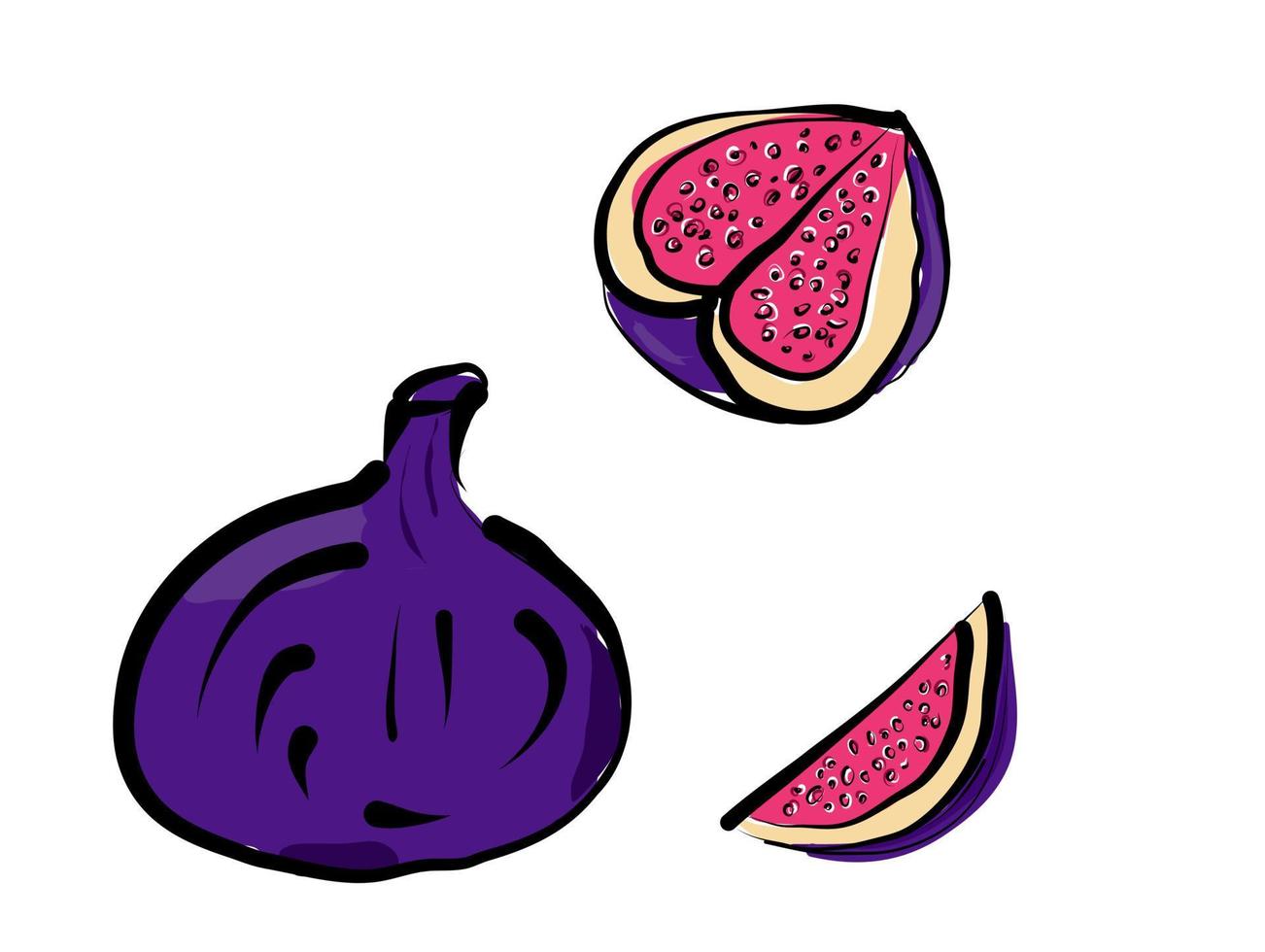 Juicy fig - tropical and healthy fruit. Violet Fig - whole, half and quarter fruit. Vector, Illustration. vector
