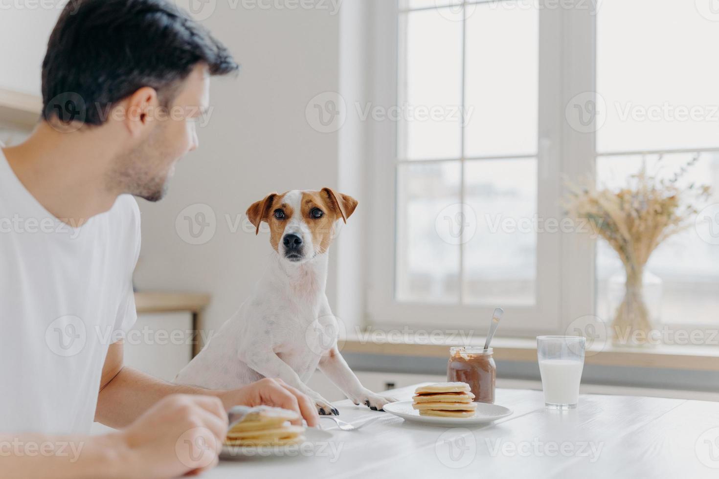 Young man turns away from camera, looks attentively at pedigree dog, have lunch together, eat tasty delicious pancakes at kitchen table, use forks, pose in spacious light room with big window photo