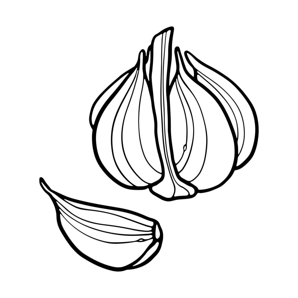 Garlic and Garlic Clove hand-drawn outline doodle Vector Illustration