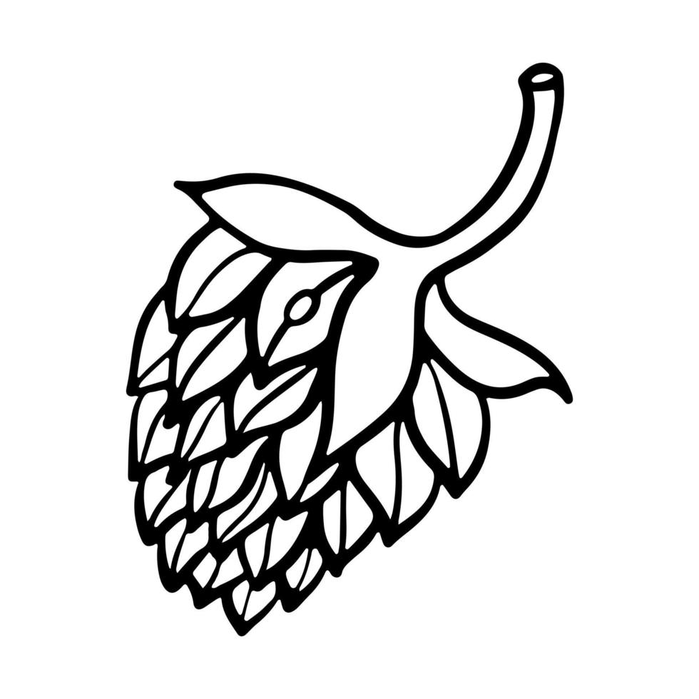 Hop outline doodle Hand-drawn Vector Illustration in engraving style.