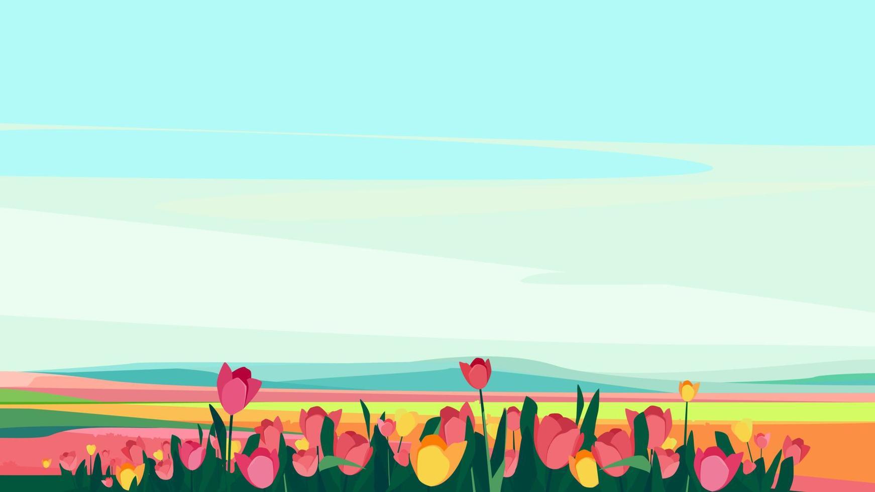 Pink and yellow tulips on the meadow. vector