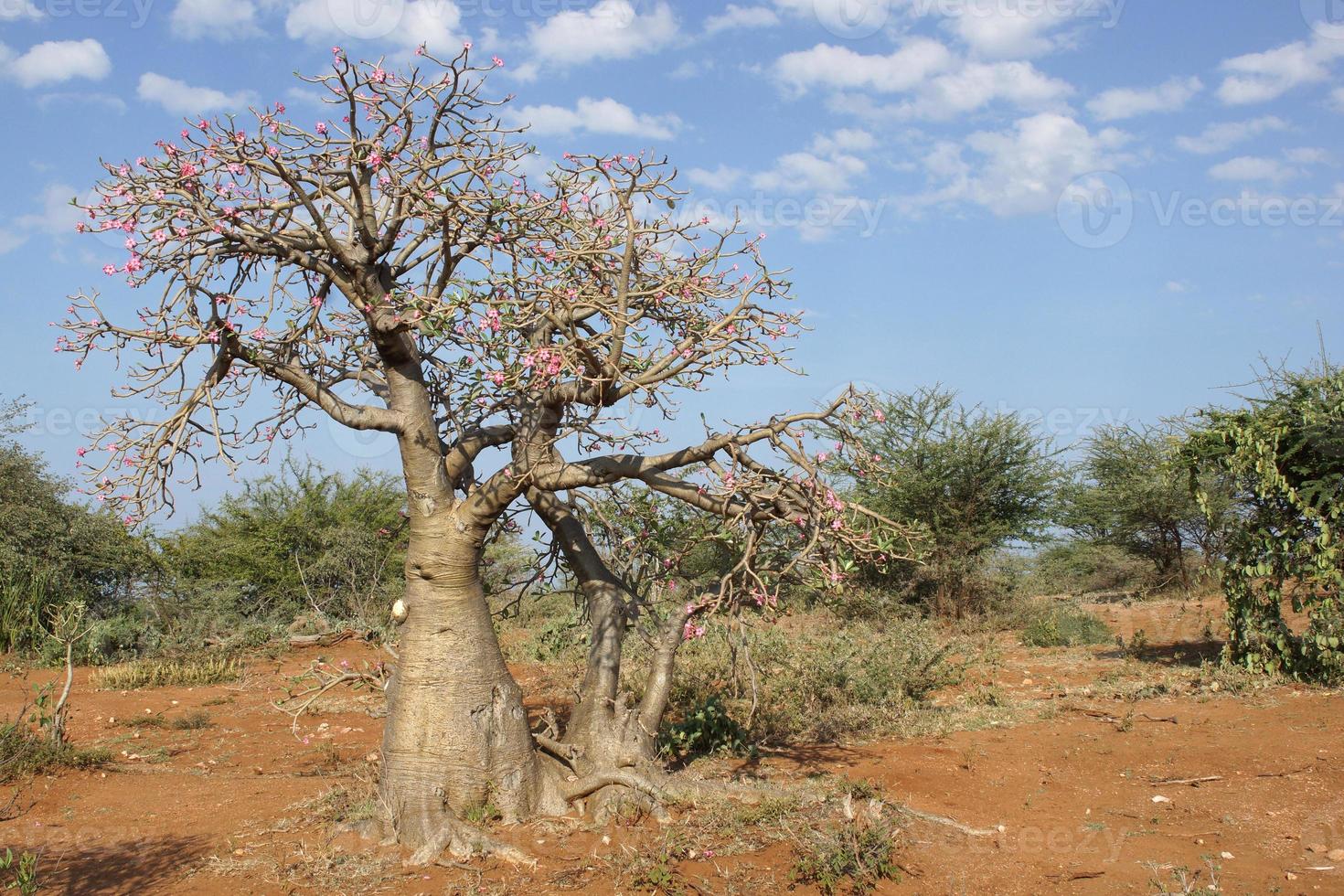 Desert-rose, Ethiopia, Africa photo