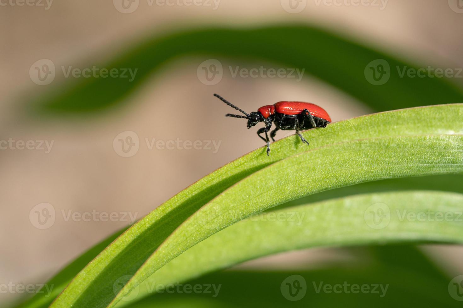 escarabajo de la hoja de lirio, lilioceris lilii foto