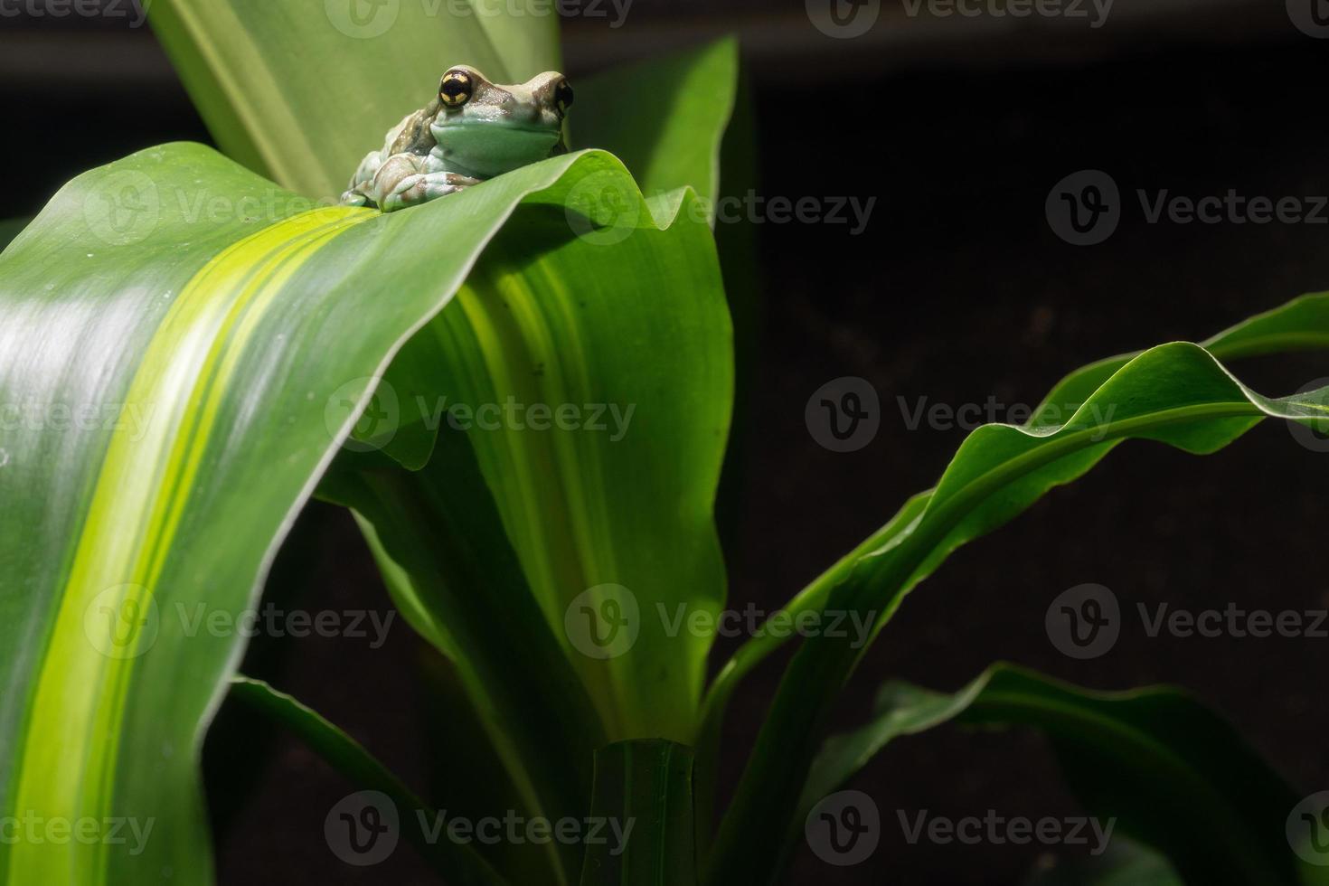 rana de leche amazónica, trachycephalus resinifictrix foto