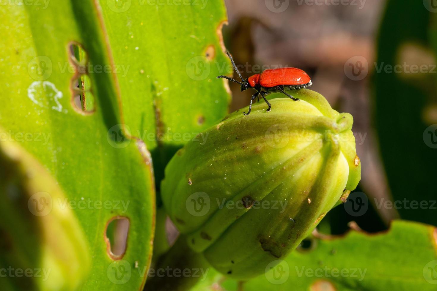Lily leaf beetle, Lilioceris lilii photo