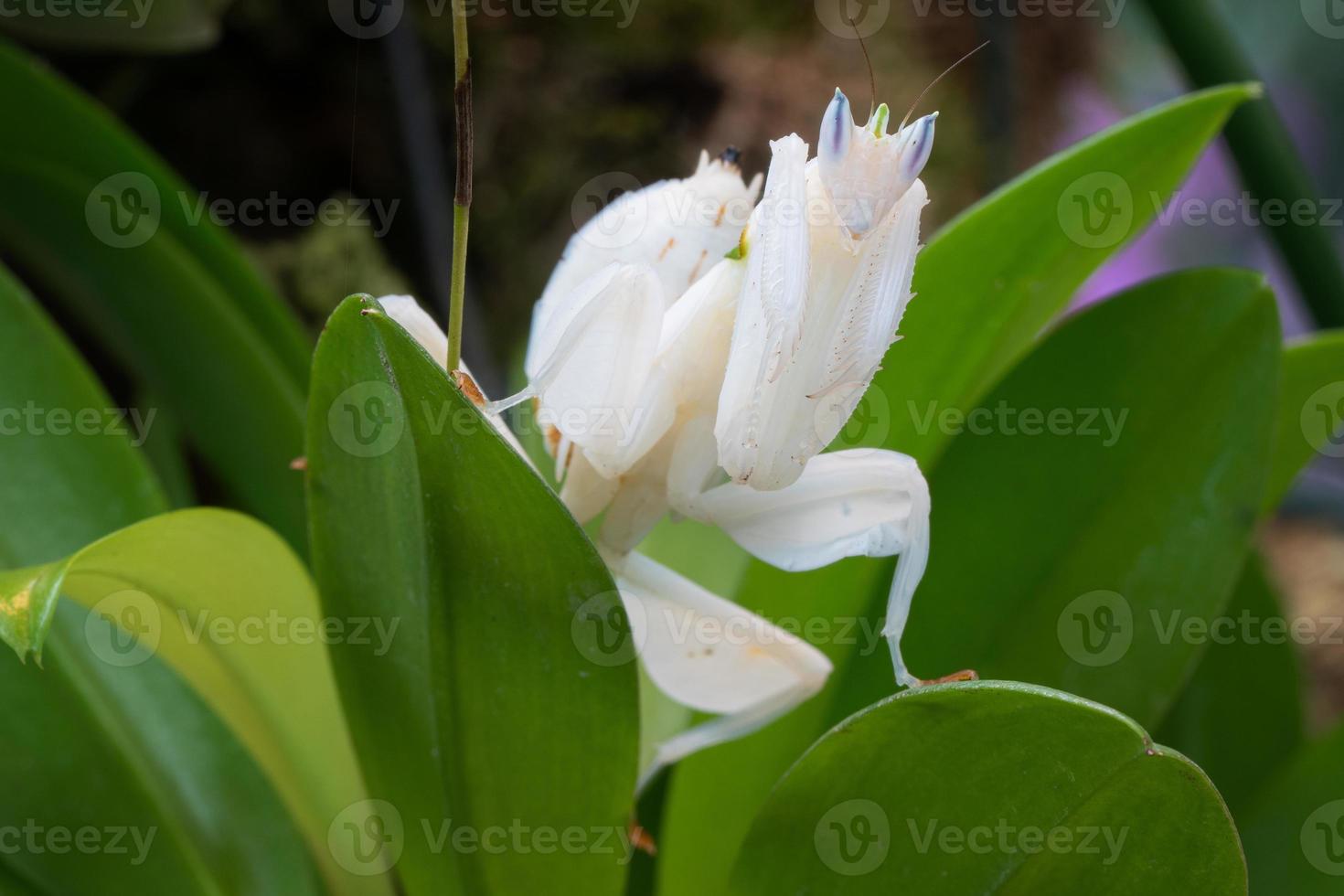 mantis orquídea, hymenopus coronatus foto