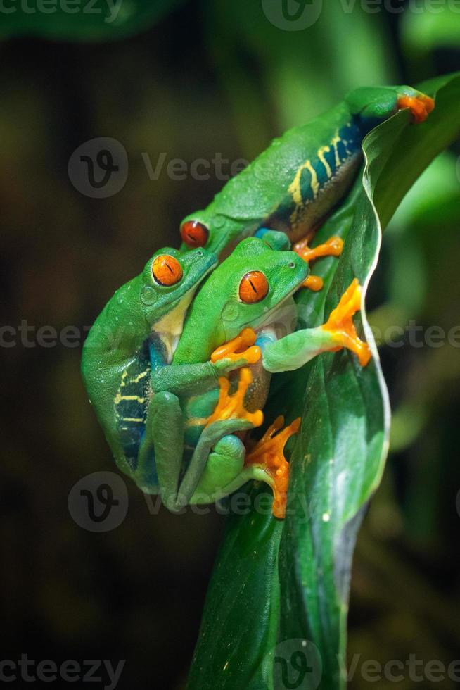 rana arbórea de ojos rojos, agalychnis callidryas foto