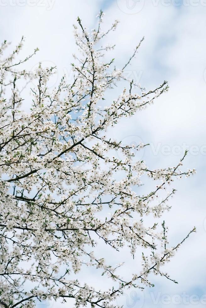 Flowering trees with white flowers in garden on sky background photo