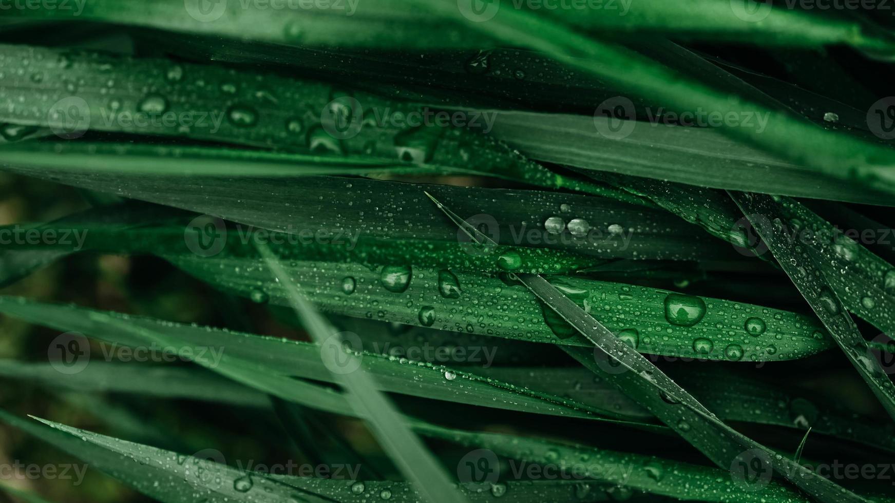 hierba verde con gotas de agua como textura de fondo foto