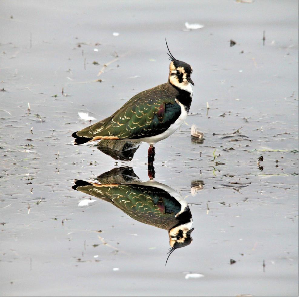 A view of a Lapwing photo