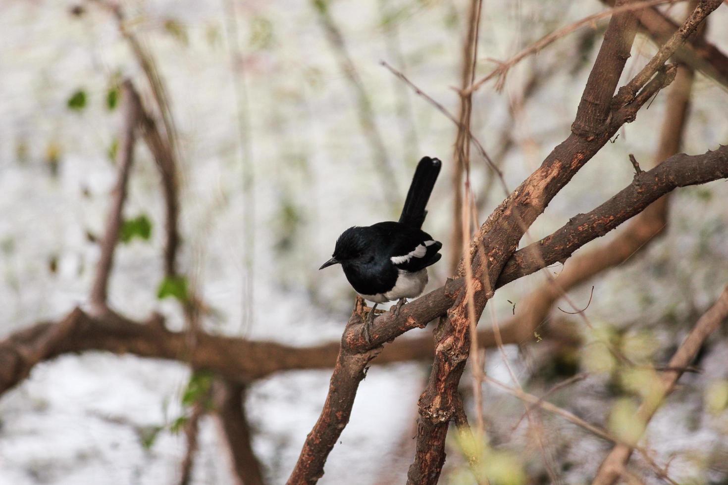 un petirrojo urraca posado en un árbol en bharatpur foto